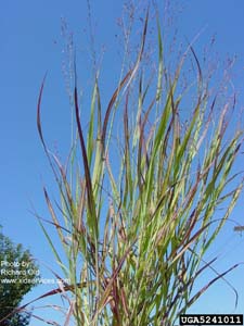 Switchgrass /
Panicum virgatum